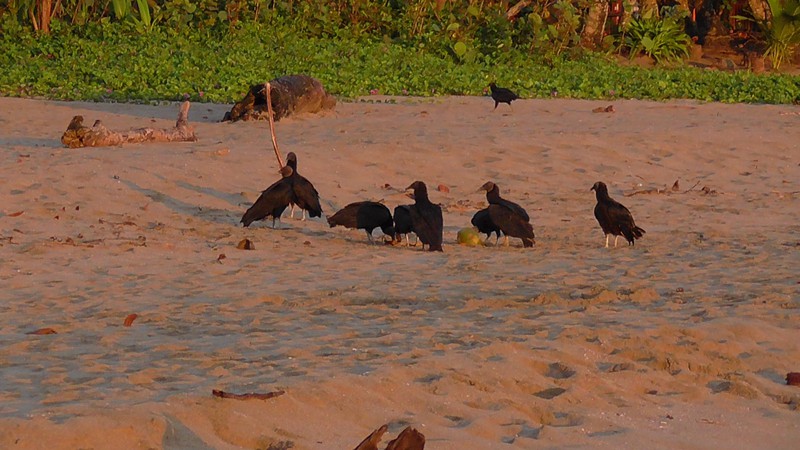Zwarte gieren op het strand