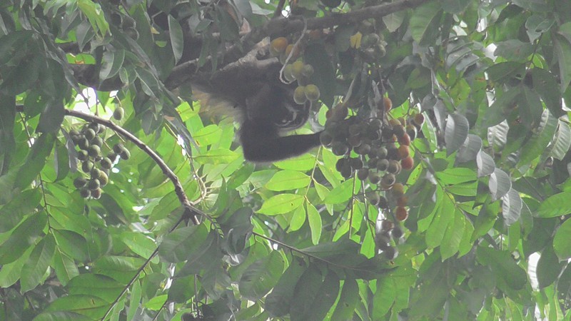 Apen in de bomen boven ons palmhouse, etend van de vruchten