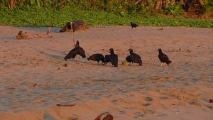 Zwarte gieren op het strand