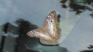 Prachtige vlinder op het autoraampje