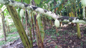 Cacao vruchten