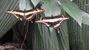 Vlinders bij de lagune