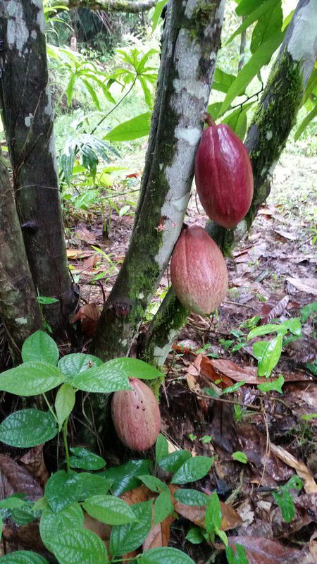 Cacao vrucht