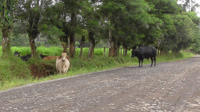 Koeien op de onverharde weg