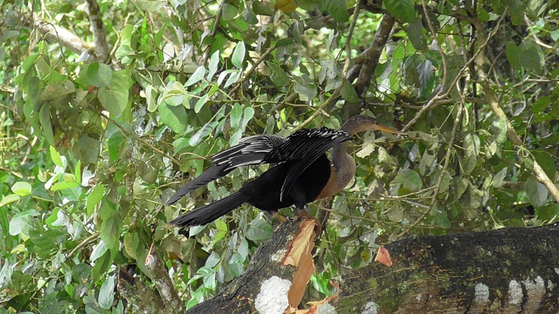 Nog een Anhinga