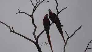 Ara's: Scarlet Macaw