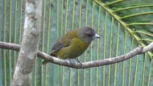 Passerini's tanager (vrouwtje)