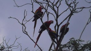 Scarlet Macaws