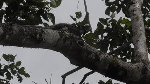 Grote Iguana in de boom
