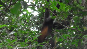 Apen die een soort peulen eten in de bomen van Caño Negro lodge