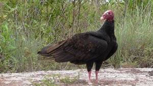 Turkey Vulture op de straat