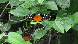 Monarch vlinders