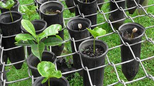Koffieplantjes van eerste kiem tot 3 maanden oud plantje