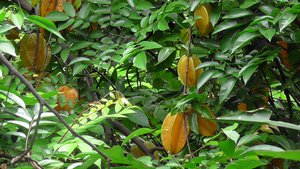 Sterfruit