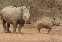 Rhinoceros met kind