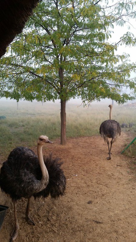 Struisvogels bij de lodge