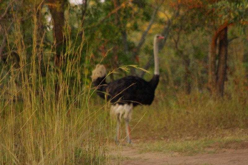 Bush walk bij Thornhill Safari Lodge: een Struisvogel 