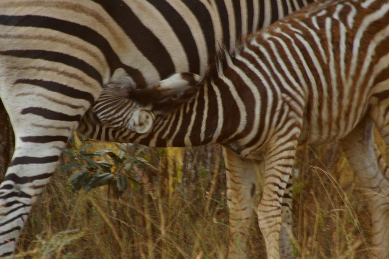 Moeder en kind Zebra