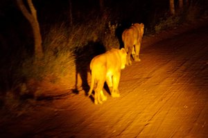 Dan ineens wandelen de leeuwen voor ons uit over de weg!