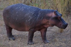 Hippo (Europees nijlpaard)
