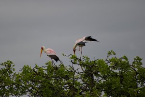 Yellow Billed Stork (Afrikaanse naam : Nimmersat)