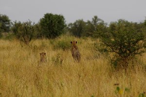 Wauw: Cheetah's:  Moeder met 2 kinders