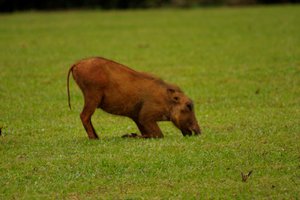 Aangekomen in Swaziland, dit wrattenzwijn knielt netjes voor zijn eten ;-)