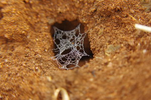 Spinnenweb boven holletje in de grond
