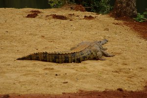 De krokodil is verhuist naar een droog stukje