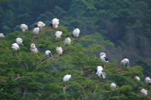 African sacred Ibis