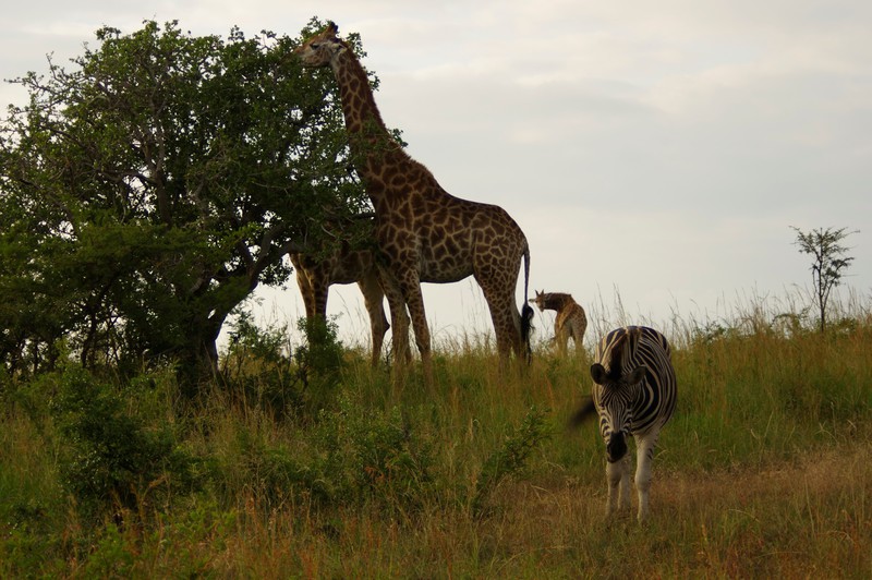Giraffes en zebra's