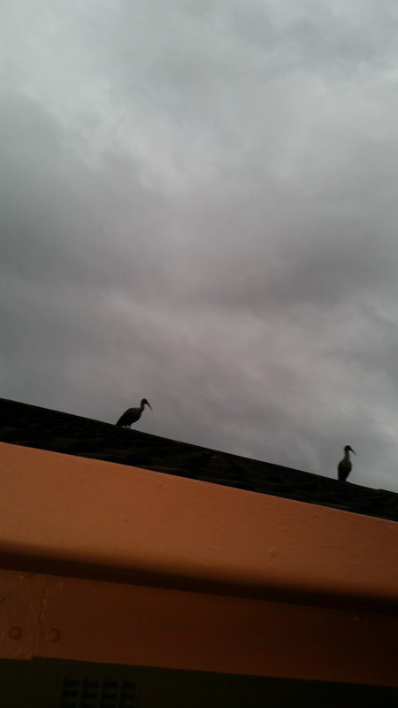 Ibissen op het dak: Ze maken flink lawaai!