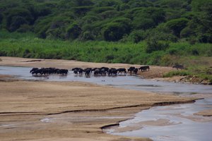 Een kudde buffels in de rivier