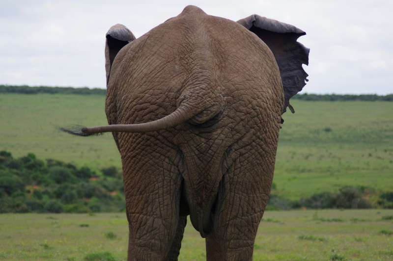 Olifant in Addo Elephant NP