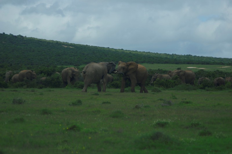 Tientallen olifanten, beetje stoeien
