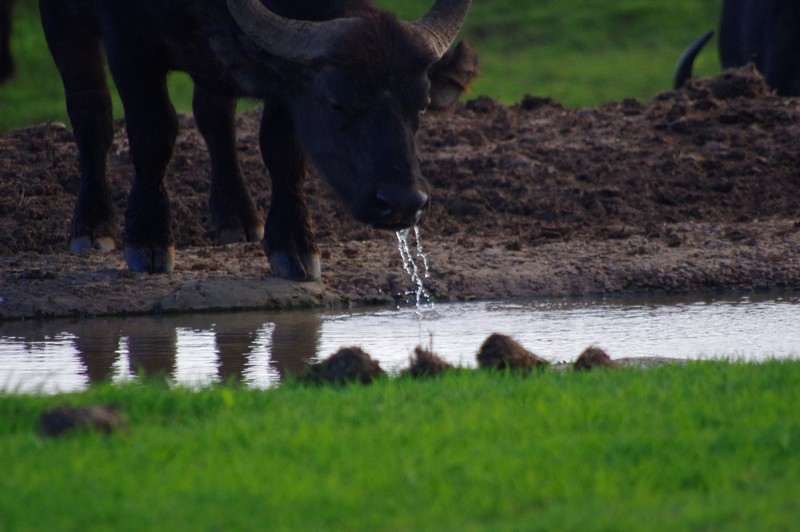 Buffels komen water drinken bij een poeltje