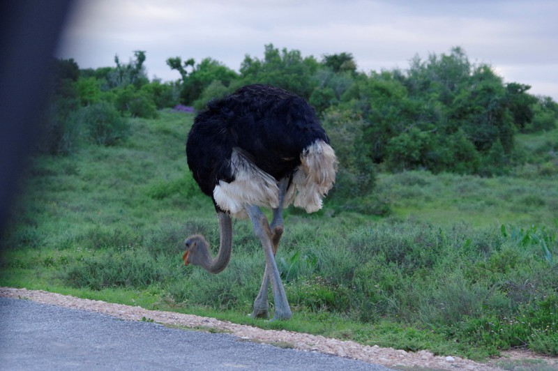 Struisvogel aan de scharrel naar zijn kostje