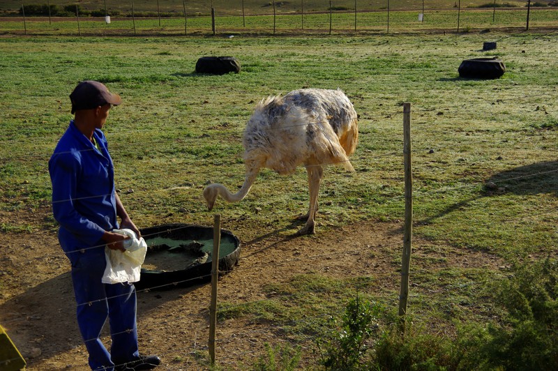 Farm tour: Eerst de struisvogels voeren