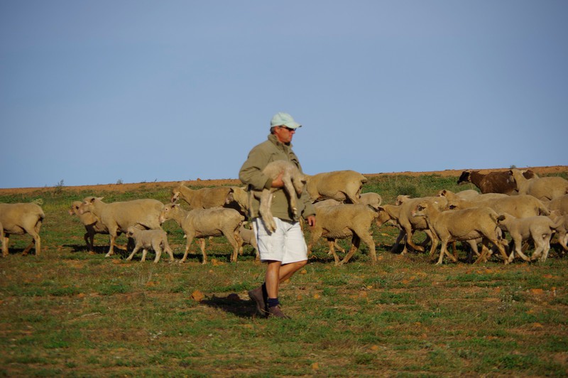Een ziek lam wordt meegenomen naar de boerderij