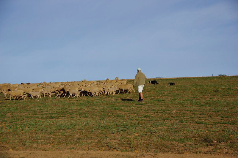 Neels en de honden aan het schapendrijven