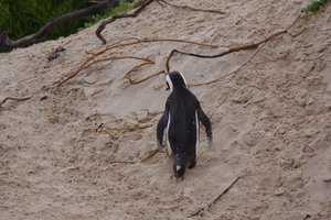 Pinguïns bij The Boulders 