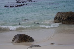 Pinguïns aan het zwemmen