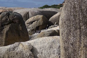 Pinguïns op de rotsen