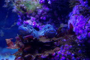 Two Ocean's aquarium