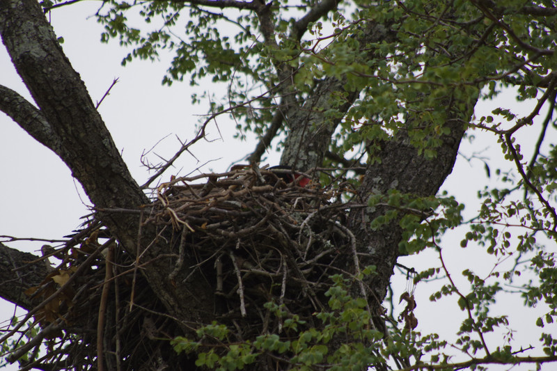 Roofvogels (Bateleur) op het nest