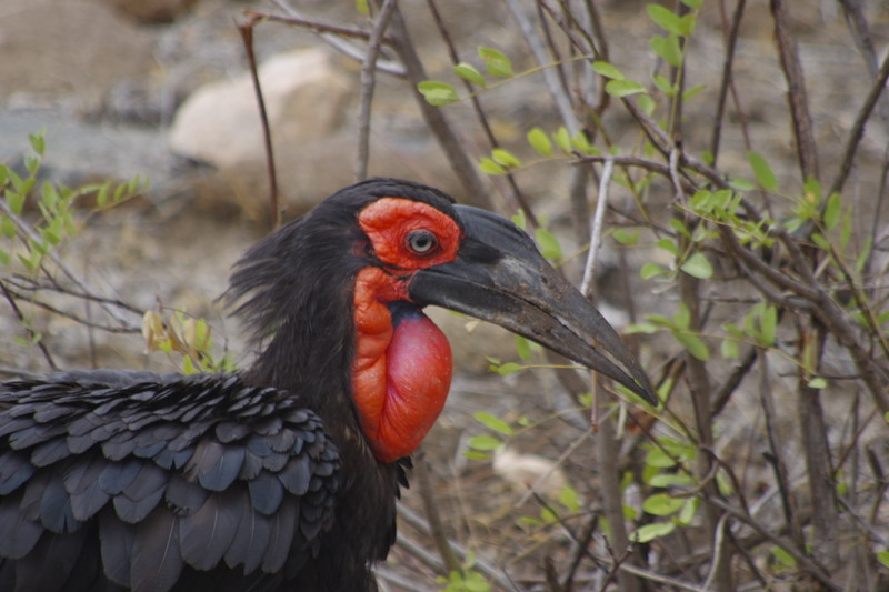 Krugerpark: Southern Ground Hornbill