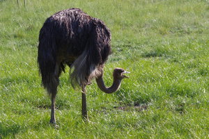 Het eerste wildlife: een struisvogel bij onze lodge in joburg
