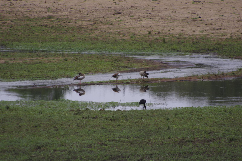 Watervogels in de Sabierivier