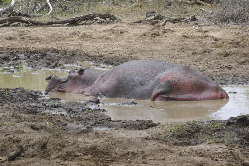 Dit nijlpaard ziet er niet florissant meer uit.