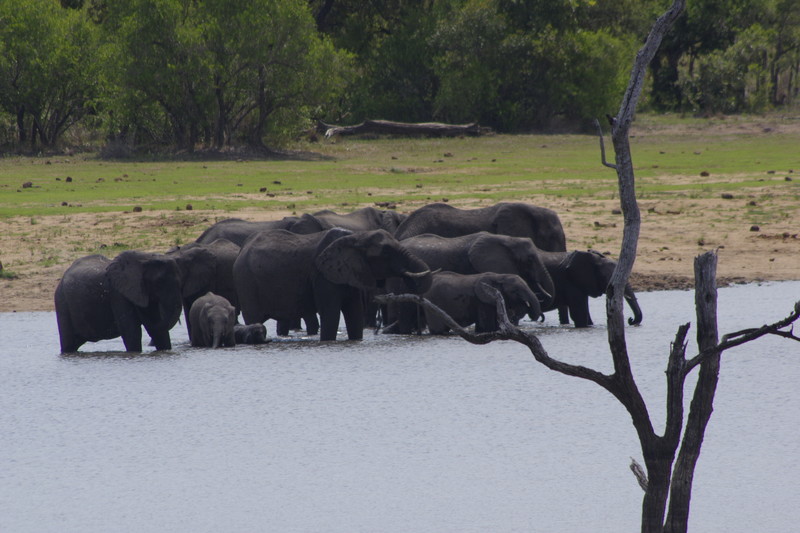 Nog meer olifanten die een bad komen nemen